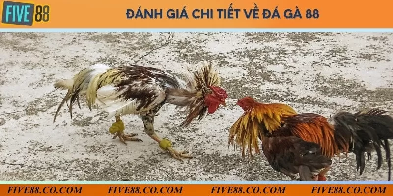 Những đánh giá công tâm của người xem