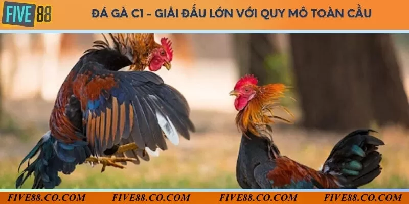 Đá gà C1 - Giải đấu lớn với quy mô toàn cầu