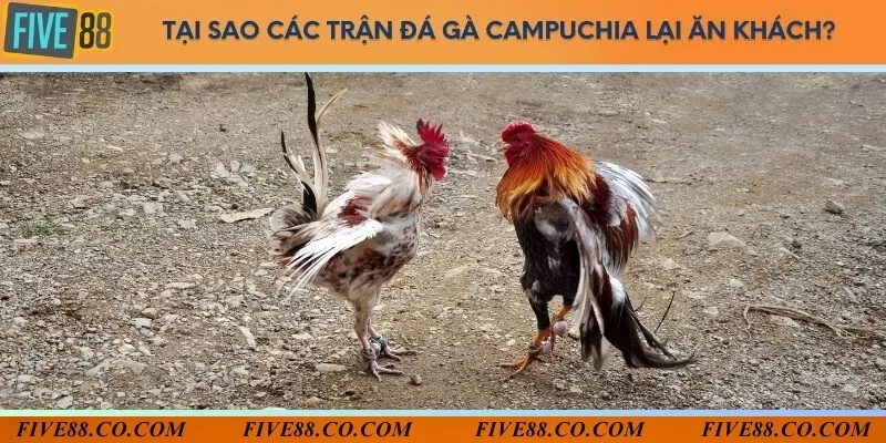 Giải thưởng hấp dẫn của các trận đá gà campuchia