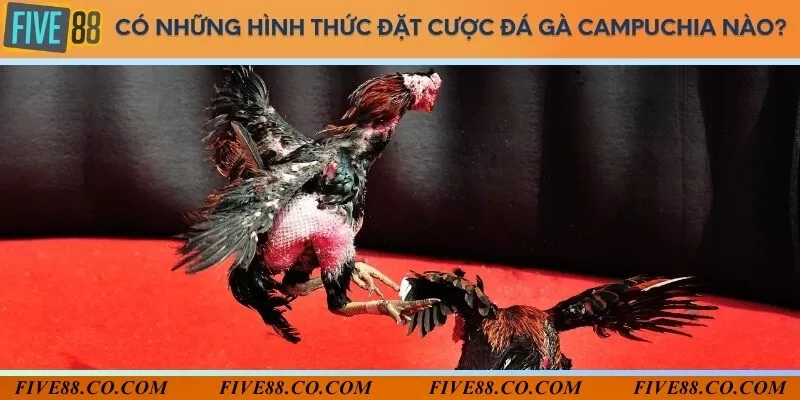 Những hình thức đặt cược phổ biến