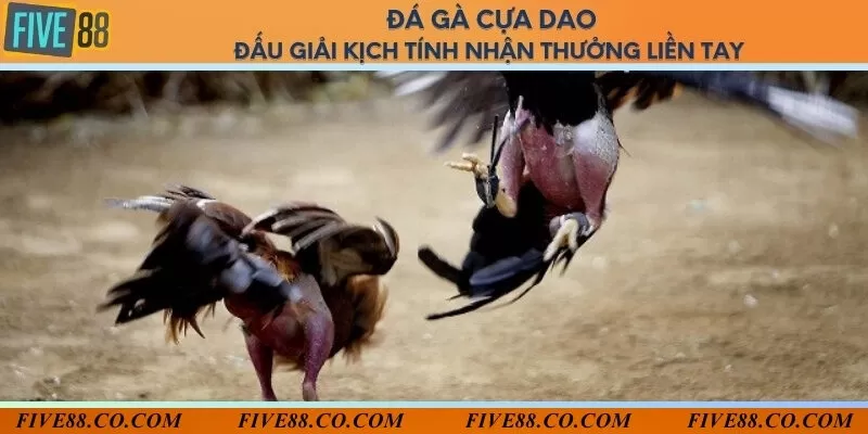 Đá gà cựa dao - Đấu giải kịch tính nhận thưởng liền tay 