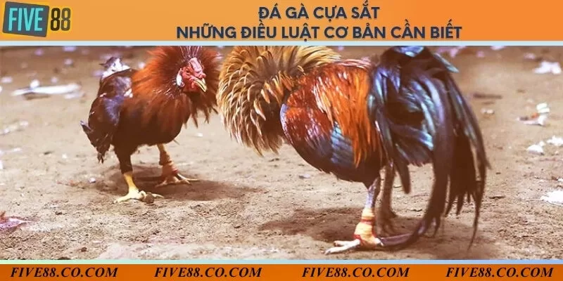 Đá gà cựa sắt - Những điều luật cơ bản cần biết