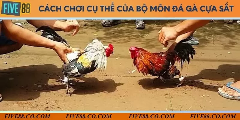 Người chơi đặt cược cho trận đấu