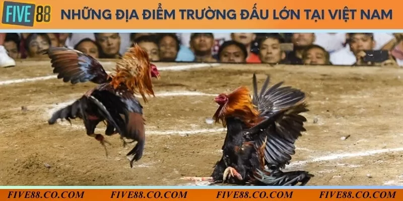 Đấu trường rộng rãi với quy mô lớn