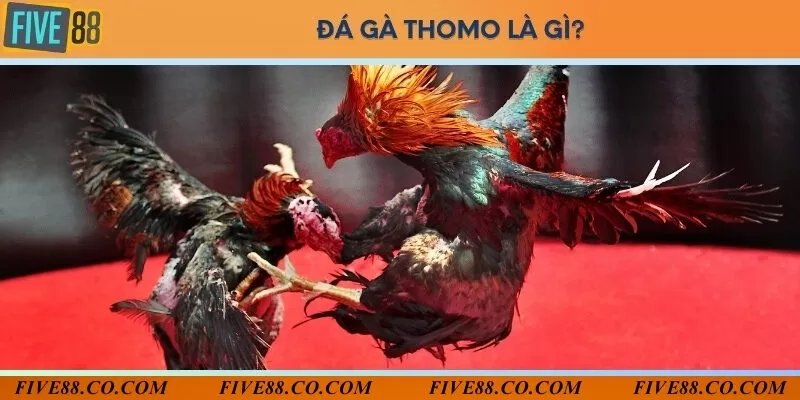 Hình ảnh thực tế trận đá gà thomo