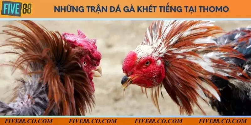 Những trận đấu gà vang dội trong lịch sử