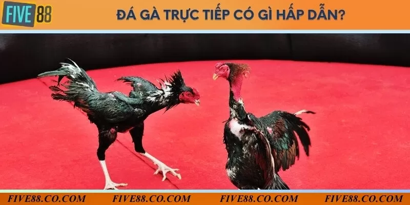 Đá gà trực tiếp sẽ được tận mắt theo dõi, không khí đá kịch tính