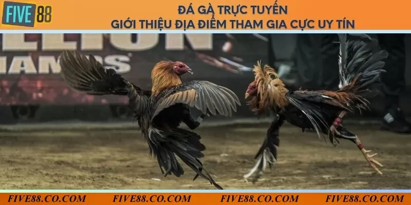 Đá gà trực tuyến - Giới thiệu địa điểm tham gia cực uy tín