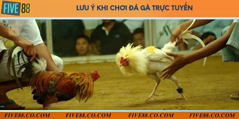 Khi chơi đá gà trực tuyến tại Five88 cần lưu ý số thông tin