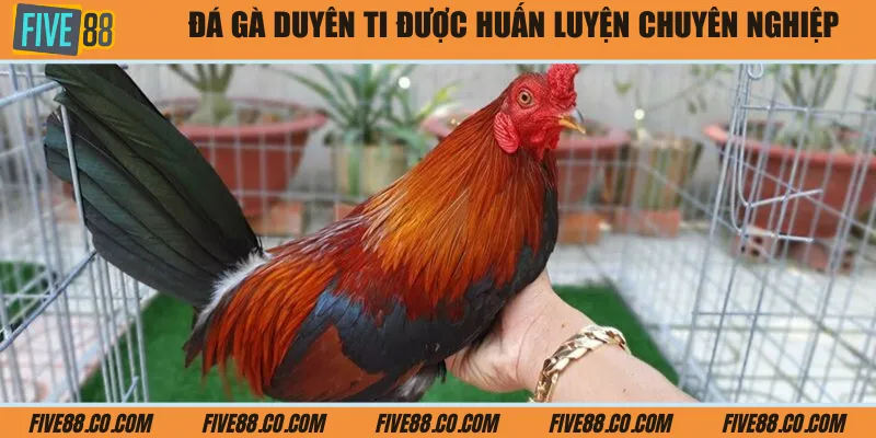 Đá gà Duyên Ti được huấn luyện chuyên nghiệp