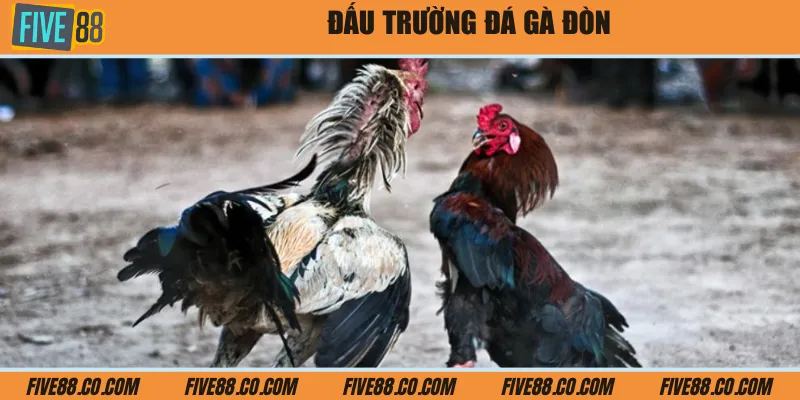 Đấu trường đá gà đòn