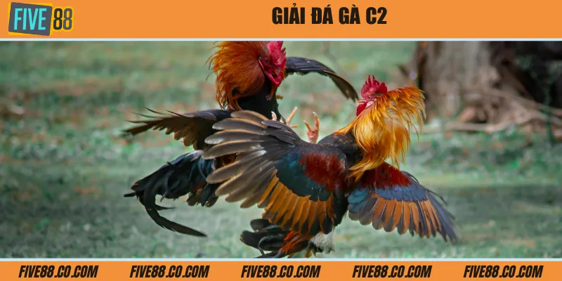 Giải đá gà C2