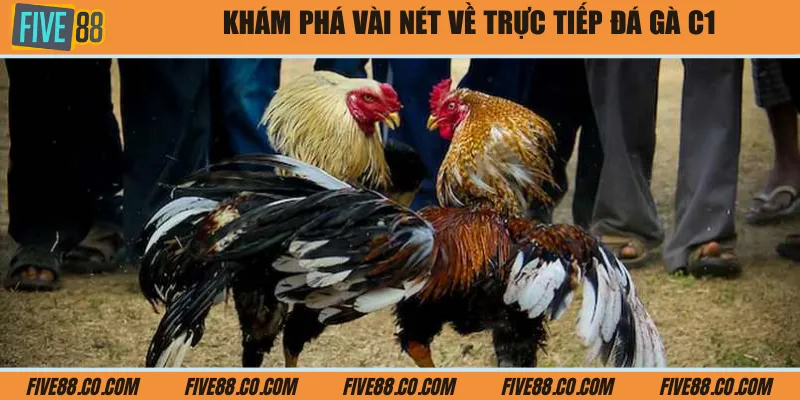 Khám phá vài nét về trực tiếp đá gà C1