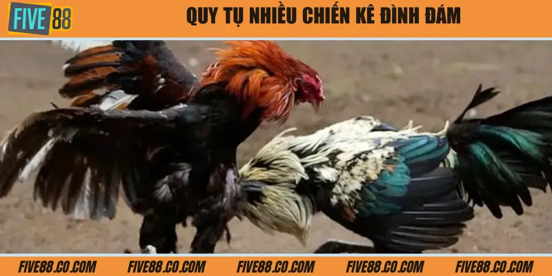 Quy tụ nhiều chiến kê đình đám