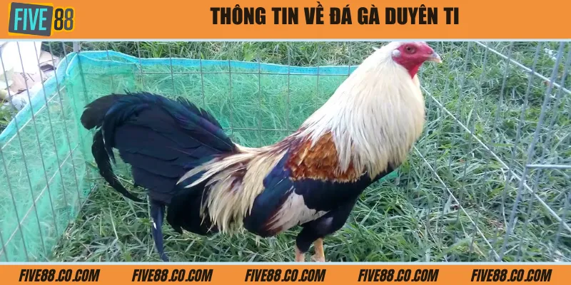 Thông tin về đá gà Duyên Ti