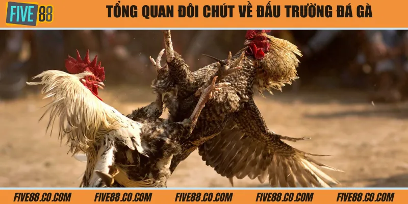 Tổng quan đôi chút về đấu trường đá gà